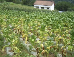 重茬種植危害大,農民朋友種地不能光看到眼前利益