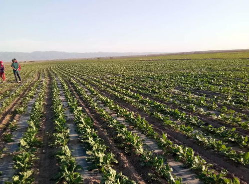 中糖協 甜菜面積或大幅下滑 相關支持亟須跟進