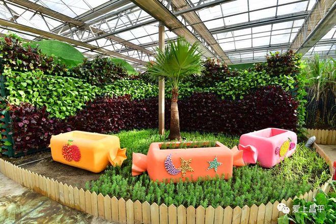 在趣味化的游覽過程中全面了解糖的科普知識(shí),熟知各種糖料作物,制糖