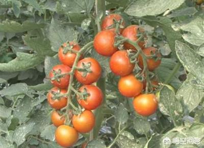 種植蔬菜時噴糖到底有沒有用?哪些蔬菜可以噴糖?